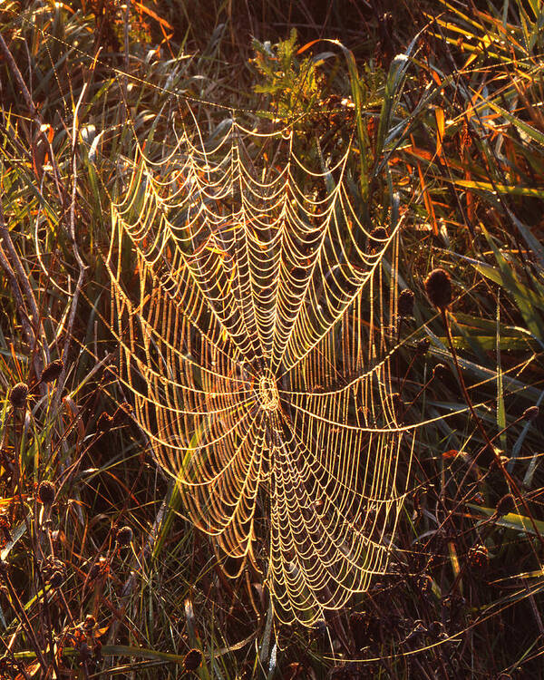 Sunset Art Print featuring the photograph Spider Art by Ray Mathis