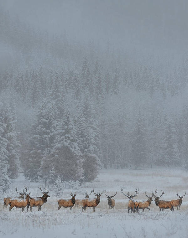 Wildlife Art Print featuring the photograph Standing In Storm by Yun Wang