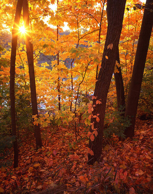 Fall Art Print featuring the photograph Sugar Maple Sunrise by Ray Mathis