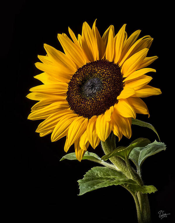 Flower Art Print featuring the photograph Sunflower Number 2 by Endre Balogh