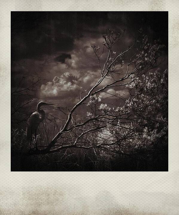Egret Art Print featuring the photograph Sunset Heron Polaroid by Bradley R Youngberg