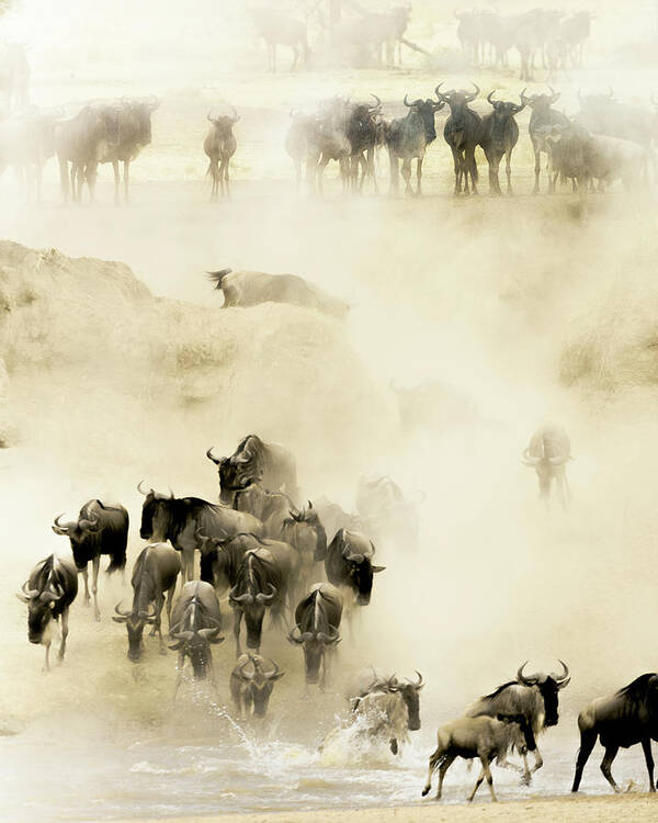 Serengeti Art Print featuring the photograph Swarming by Husain Alfraid