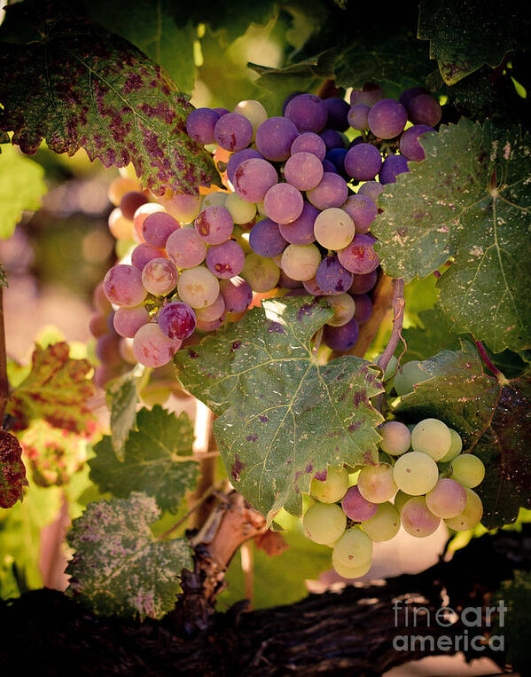 Grapes Art Print featuring the photograph Sweet Grapes by Ana V Ramirez