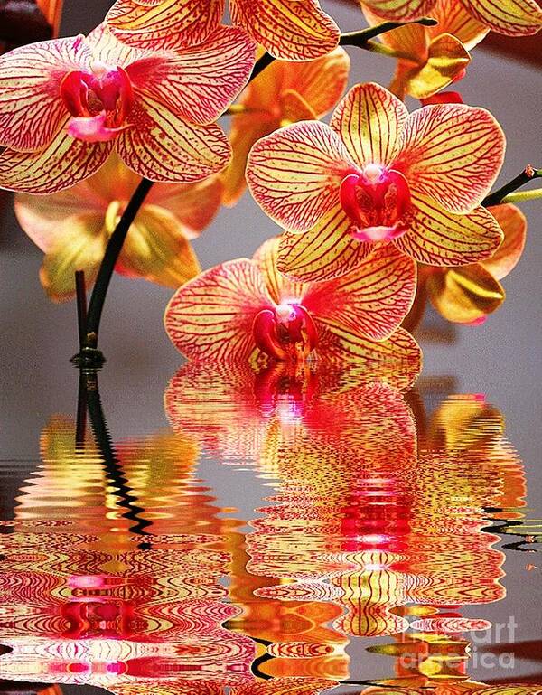 Orchid Art Print featuring the photograph Sweet Orchid Reflection by Judy Palkimas
