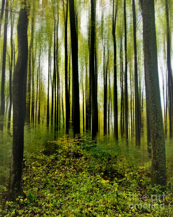Nature Art Print featuring the photograph Tall Trees Of The Shenandoah by Tom Gari Gallery-Three-Photography