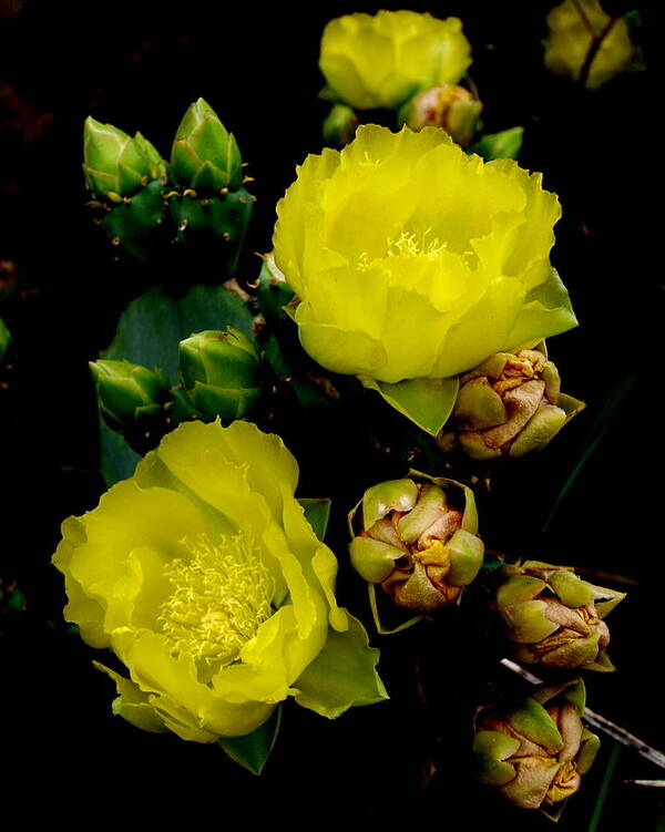 Cactus Flower Bloom Photo Art Print featuring the photograph Texas Rose VIII by James Granberry