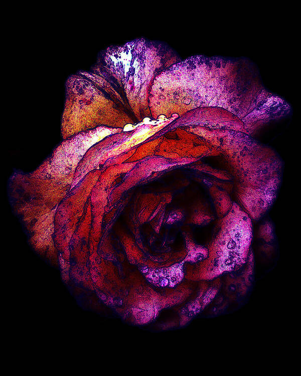 Royal Art Print featuring the photograph The Royal Rose by Stephanie Hollingsworth