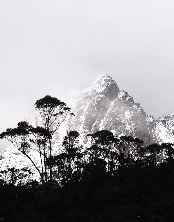 Eucalypt Trees Art Print featuring the photograph Through The Trees Come Mountains by Lee Stickels