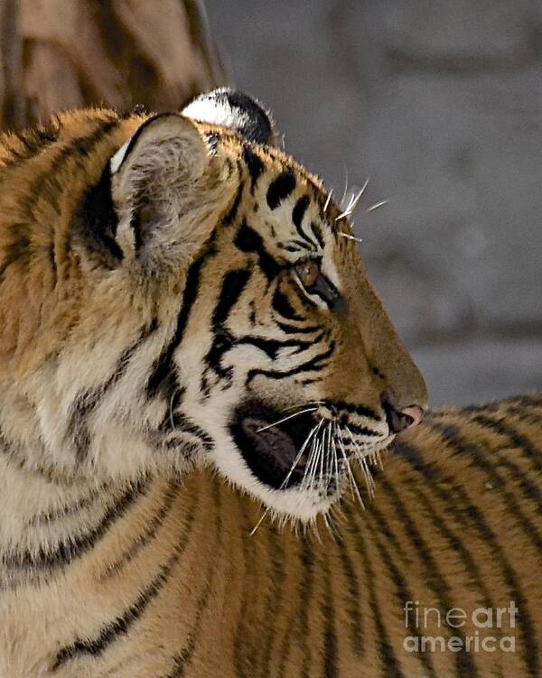 Tiger Art Print featuring the photograph Tiger Profile by Carol Bradley