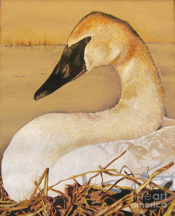 Birds Art Print featuring the painting SOLD Trumpeter Swan by Nancy Parsons