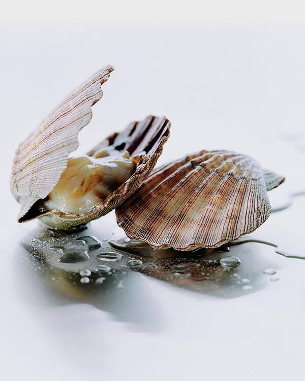 Cooking Art Print featuring the photograph Two Scallops by Romulo Yanes