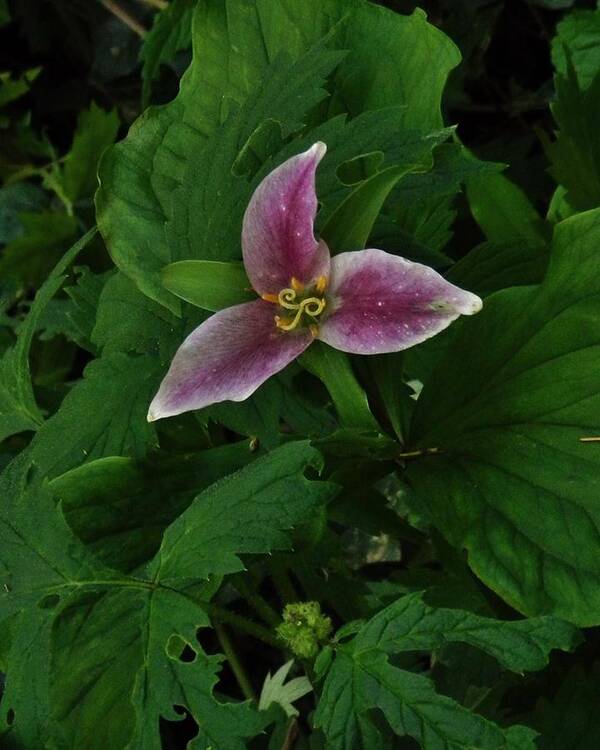 Flowers Trillium Art Print featuring the photograph Velvet Trillium by Charles Lucas