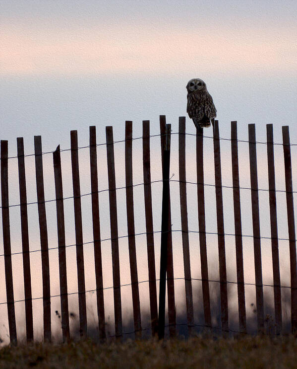 Short-eared Owl Art Print featuring the photograph Waiting for the sun to go down by Tracy Winter