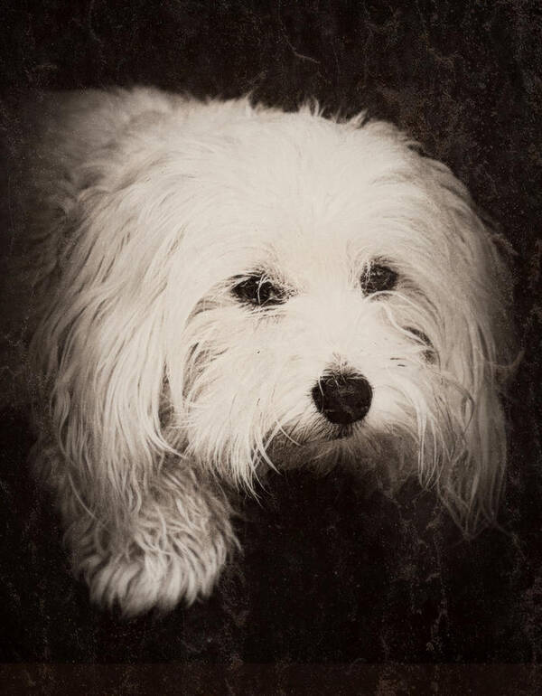 Dog Art Print featuring the photograph Waiting by Melanie Lankford Photography