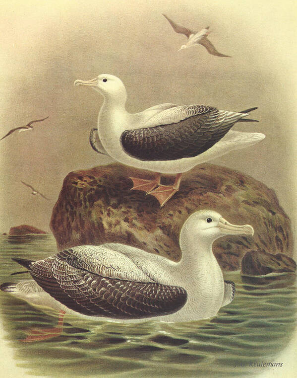 Wandering Albatross Art Print featuring the painting Wandering Albatross by Dreyer Wildlife Print Collections 