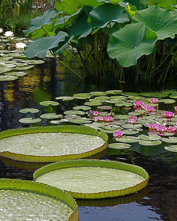 Water Lilies Art Print featuring the photograph Water Lilies and Platters and Lotus Leaves by Byron Varvarigos