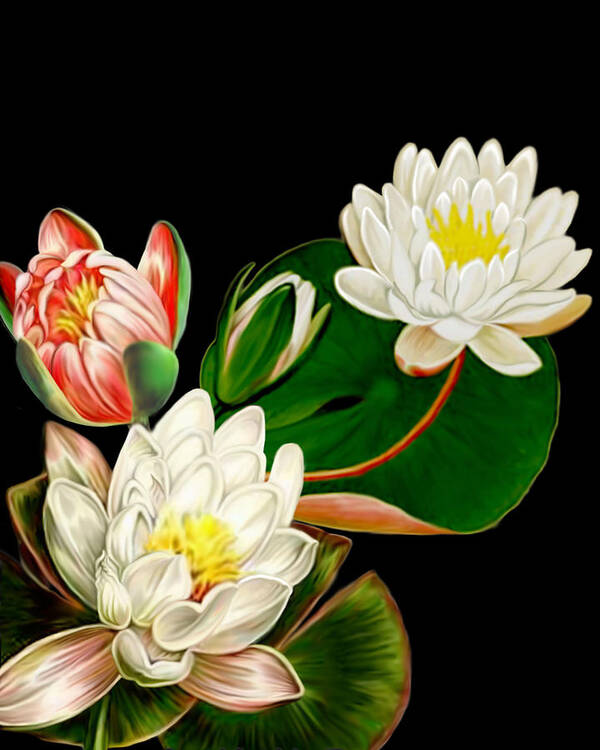 Water Lilies Art Print featuring the mixed media Water Lilies by Anthony Seeker