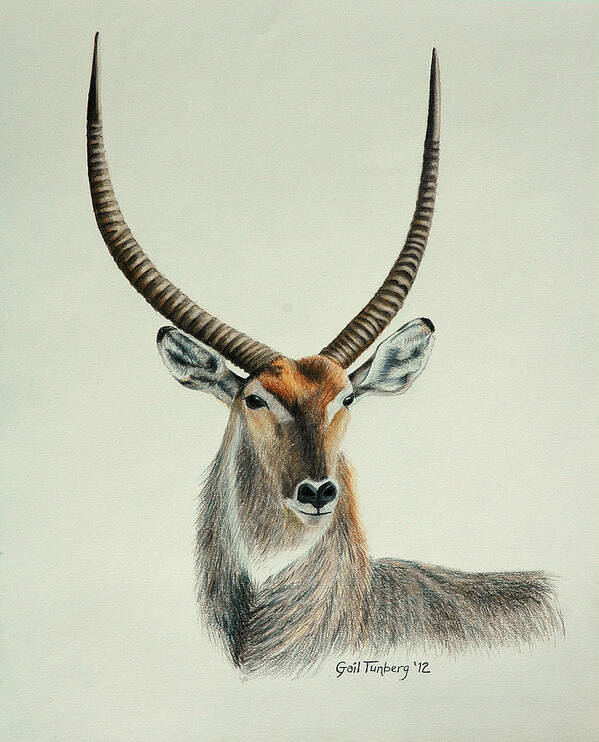 Waterbuck Art Print featuring the drawing Waterbuck Bull by Gail Tunberg