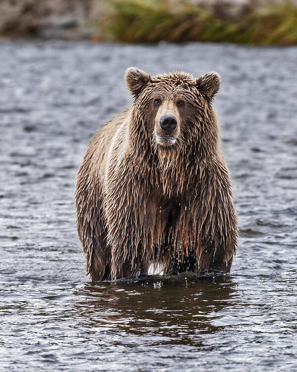 Wild Art Print featuring the photograph Which way did they go by Gary Langley