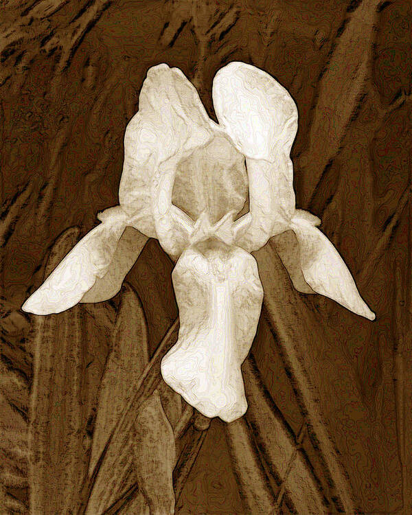 Irises Art Print featuring the photograph White Iris #1 by Jim Smith