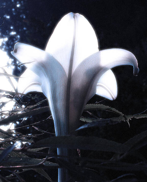 Lily Art Print featuring the photograph White Lily by Jan Marvin by Jan Marvin