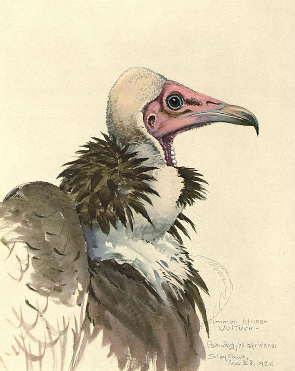 White Necked Vulture Art Print featuring the painting White Necked Vulture by Dreyer Wildlife Print Collections 