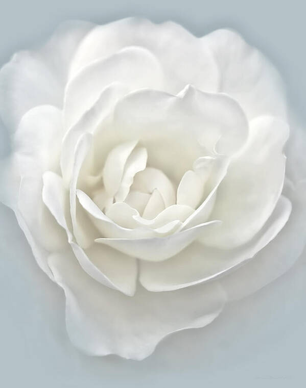 Rose Art Print featuring the photograph White Rose Flower Silver Blue by Jennie Marie Schell
