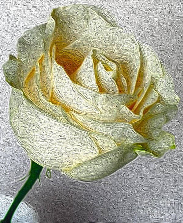 Floral Art Print featuring the photograph White Rose in Oil Effect by Nina Silver