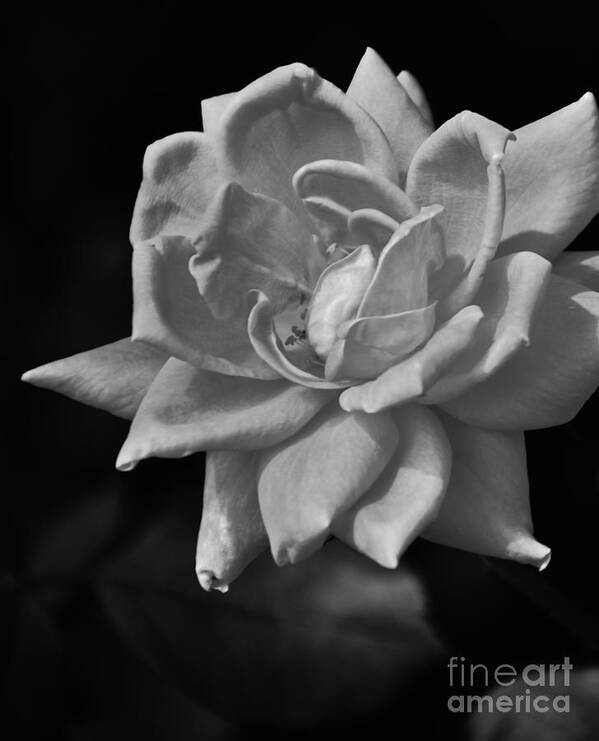 Black Art Print featuring the photograph White Rose On Black by Bob Sample