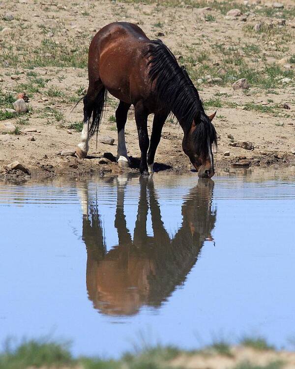 Wild Art Print featuring the photograph Wild Reflection by Gene Praag