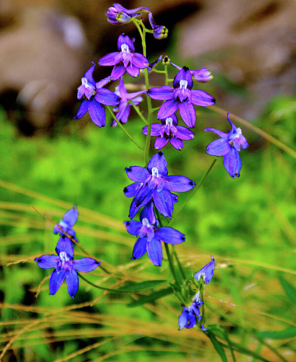 Larkspur Wildflowers Art Print featuring the photograph Wildflower Larkspur by Ed Riche