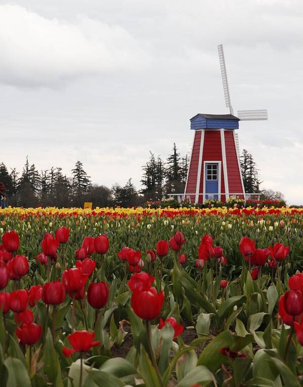 Windmill Art Print featuring the photograph Windmill Red Tulips by Athena Mckinzie