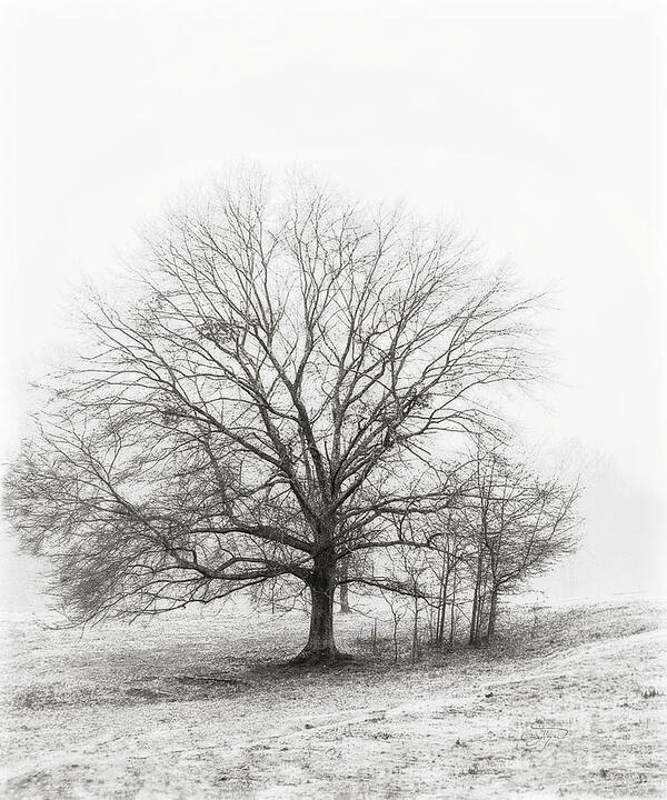 Black And White Art Print featuring the photograph Winter Chrome by Cris Hayes