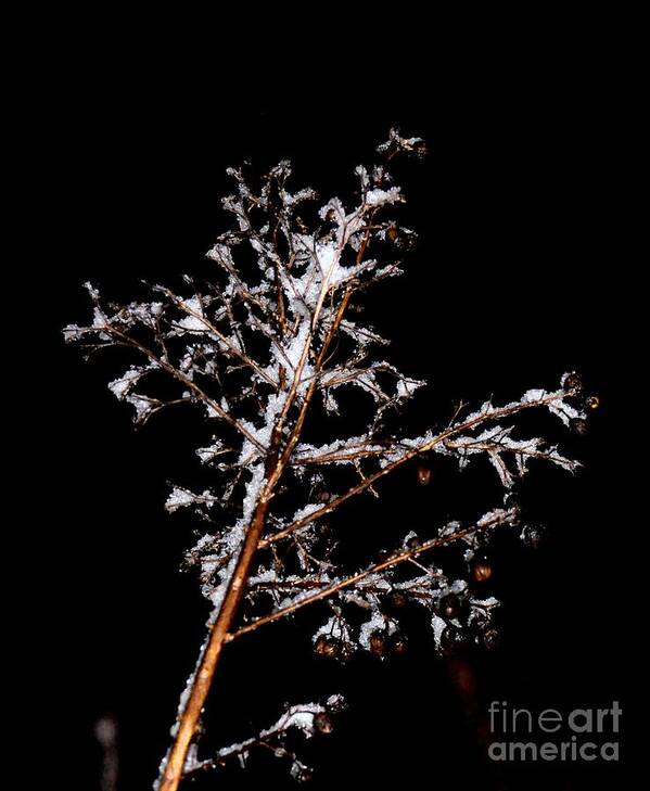 Winter Crepe Myrtle Art Print featuring the photograph Winter Crepe Myrtle by Maria Urso