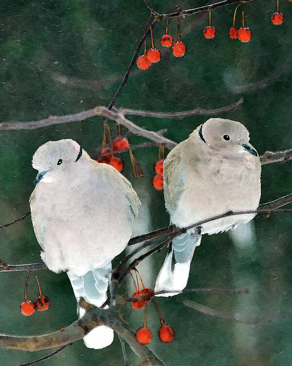 Eurasian Collared Doves Art Print featuring the digital art Winter Doves by Betty LaRue