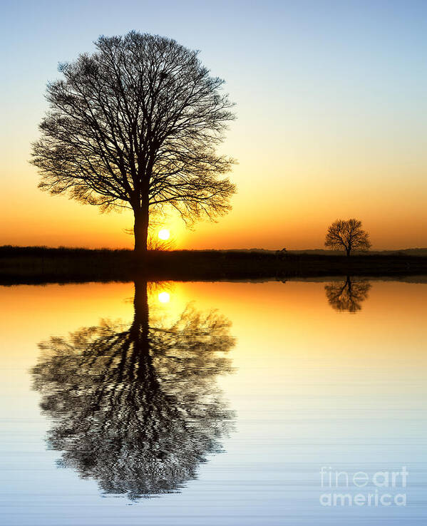 Oak Art Print featuring the photograph Winter Tree Reflections by Tim Gainey