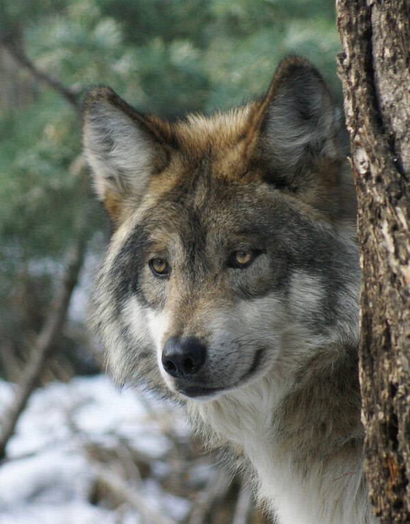 Wolf Art Print featuring the photograph Wolf upclose by Ernest Echols