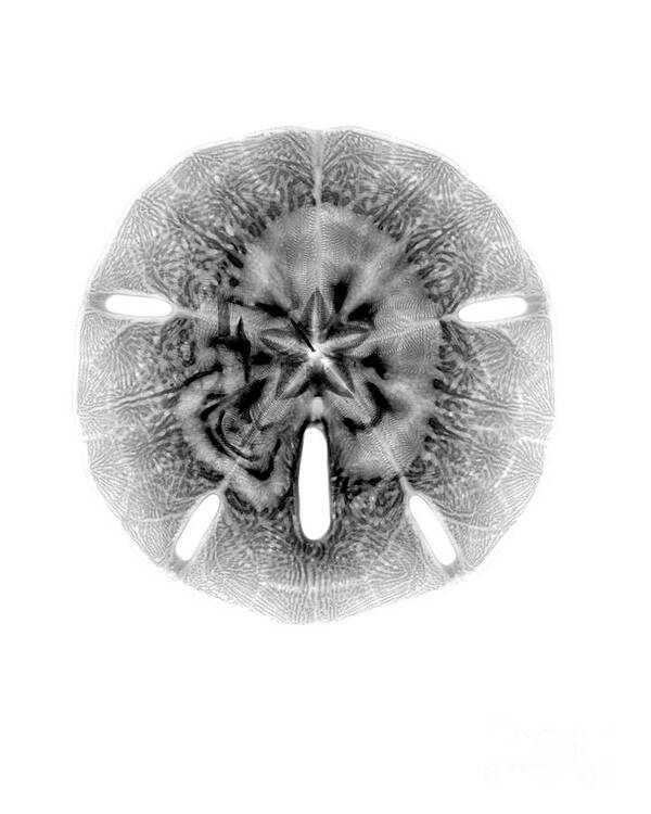 Radiograph Art Print featuring the photograph X-ray Of Sand Dollar by Bert Myers