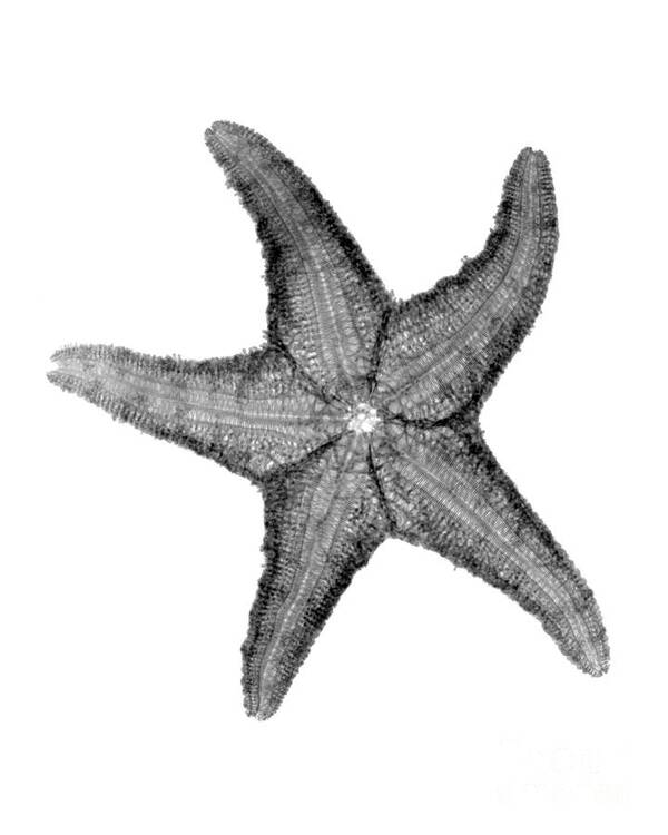 Radiograph Art Print featuring the photograph X-ray Of Starfish by Bert Myers