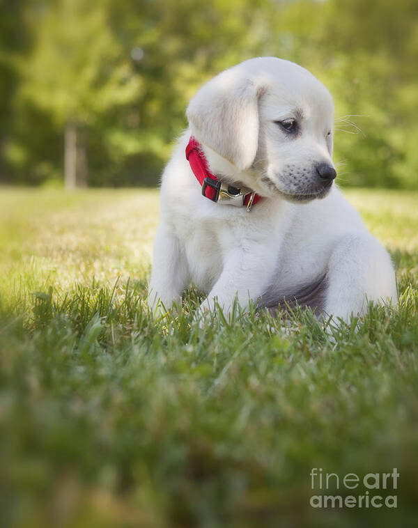 Yellow Lab Art Print featuring the photograph Yellow lab puppy in the grass by Diane Diederich