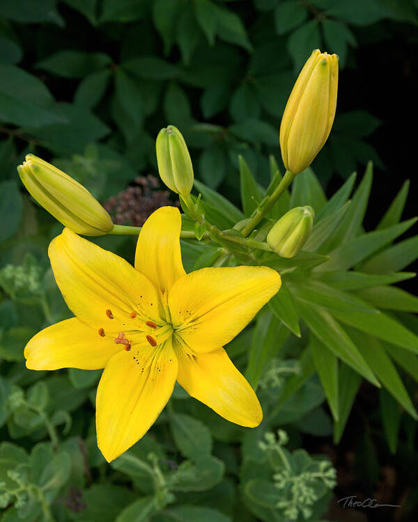 Yellow Lilies Art Print featuring the photograph Yellow Lilies by Theo OConnor