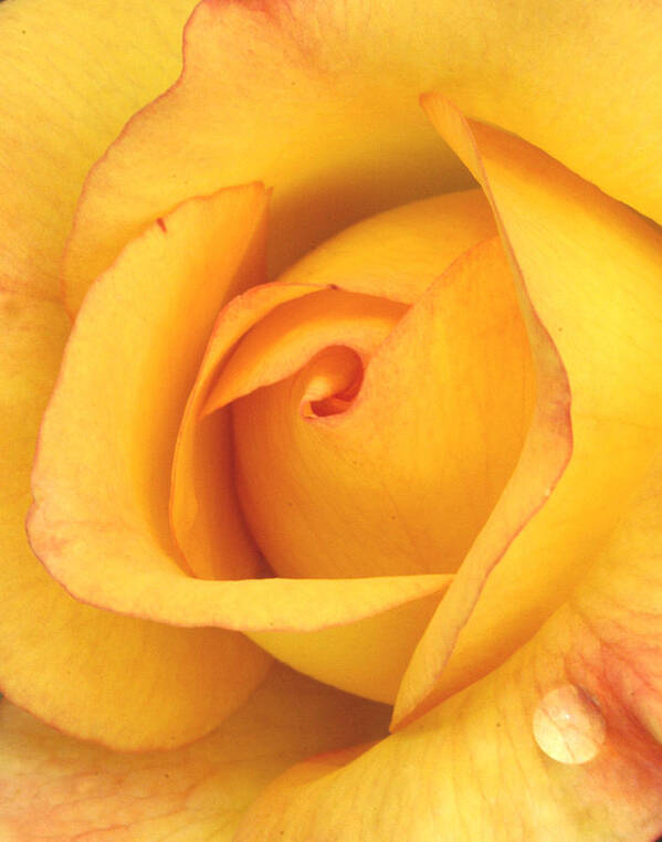 Yellow Art Print featuring the photograph Yellow Rose Droplet by Pat Exum