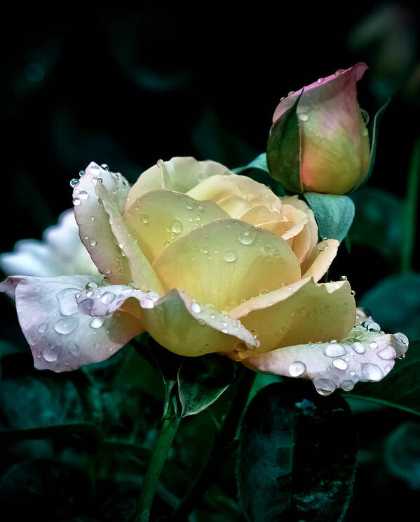 Bloom Art Print featuring the photograph Yellow Rose Morning Dew by Julie Palencia