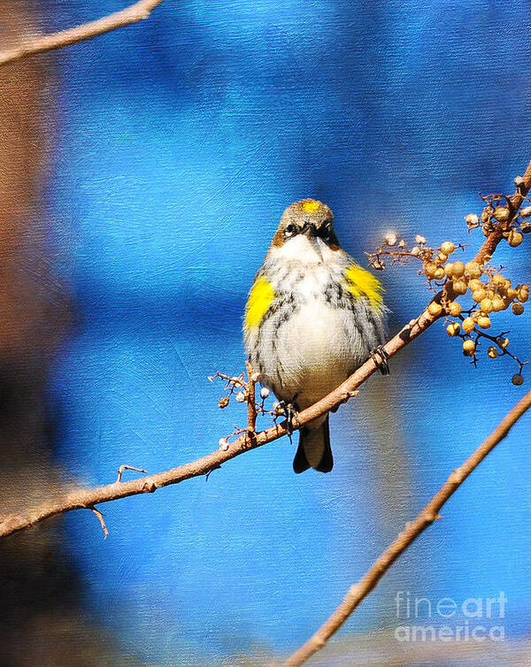 Nature Art Print featuring the photograph Yellow-rumped Warbler Texture by Olivia Hardwicke