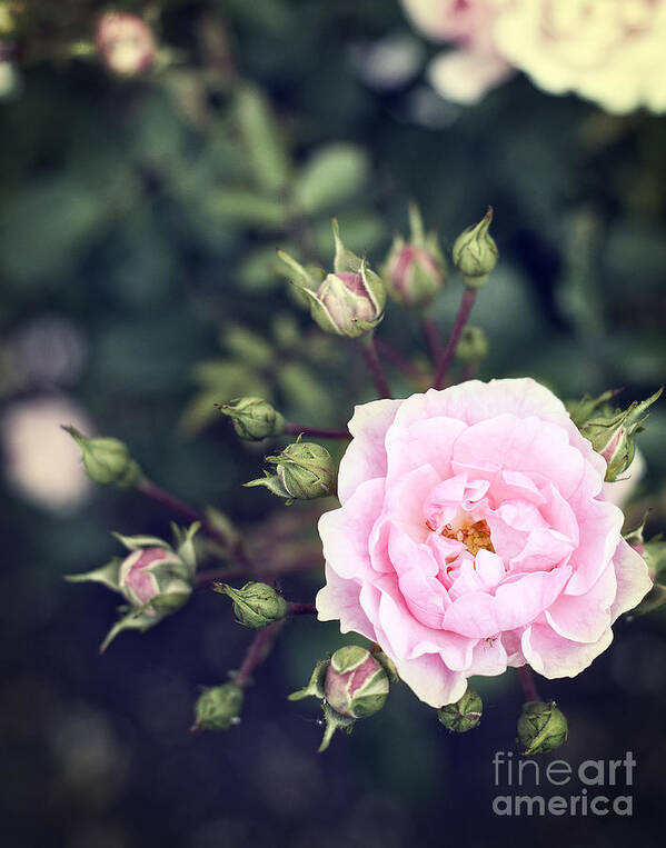 Photography Art Print featuring the photograph You had me at hello - pink rose photo by Ivy Ho