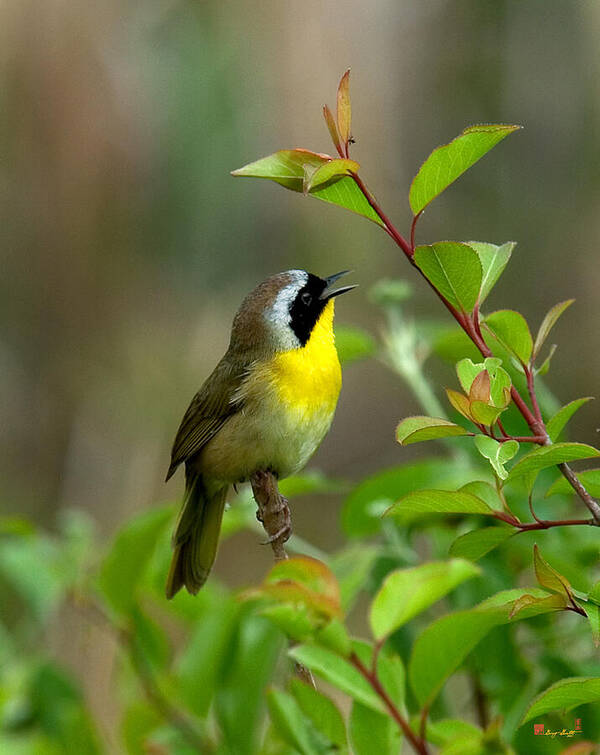 Nature Art Print featuring the photograph Common Yellowthroat Warbler Warbling DSB006 by Gerry Gantt