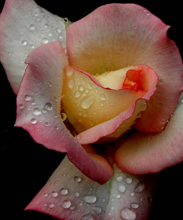 Rose Art Print featuring the photograph Absolute Beauty by Kim Galluzzo Wozniak