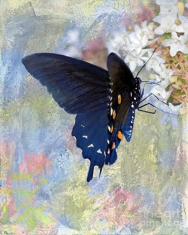 Pipevine Swallowtail Art Print featuring the photograph Butterfly Love #1 by Betty LaRue