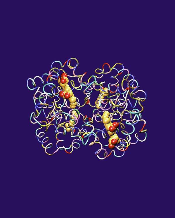 Haemoglobin Art Print featuring the photograph Haemoglobin Molecule #1 by Dr Tim Evans