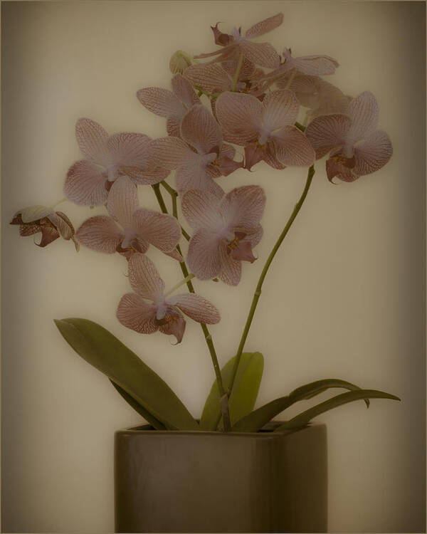 Orchids Art Print featuring the photograph Orchid #1 by James Bethanis